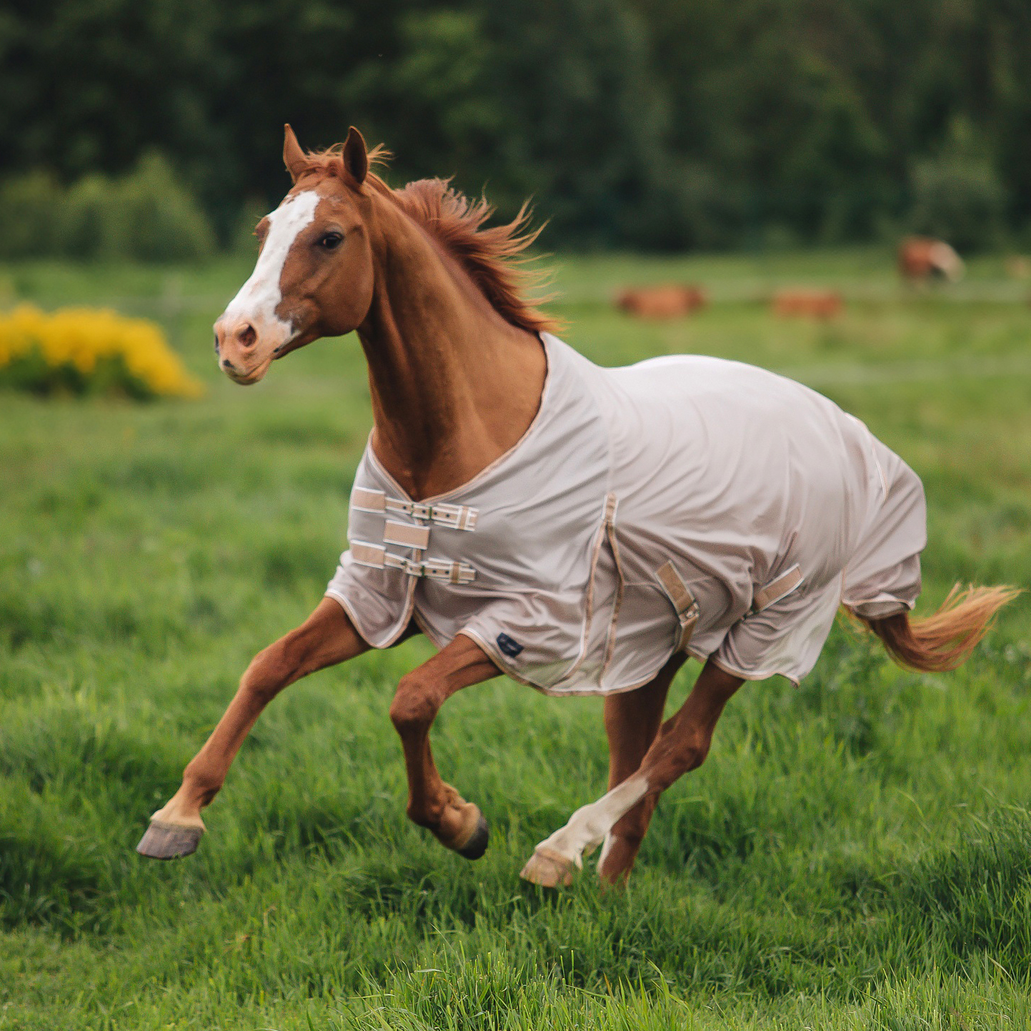 Попона антимоскитная MIU Equestrian Summer days бежевый
