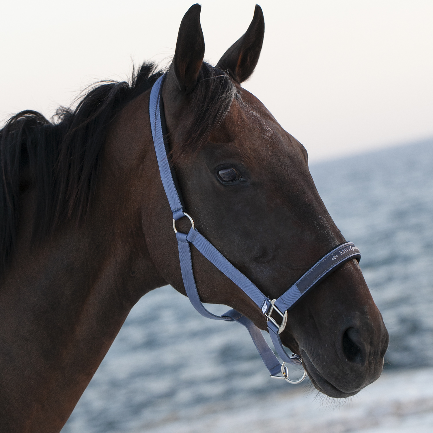 Недоуздок на неопреновых подложках MIU Equestrian Neo серо-голубой