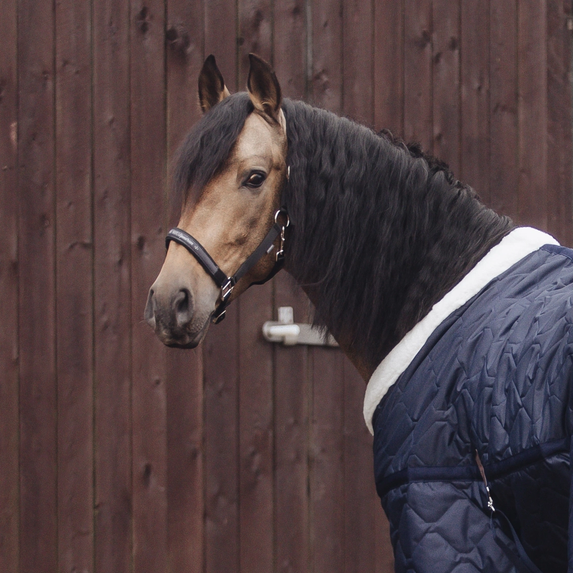 Недоуздок на неопреновых подложках MIU Equestrian Neo чёрный