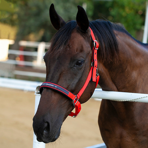 nedouzdok_na_neoprenovykh_podlozhkakh_miu_equestrian_neo_krasnyy_pervaya_konnaya_manufaktura
