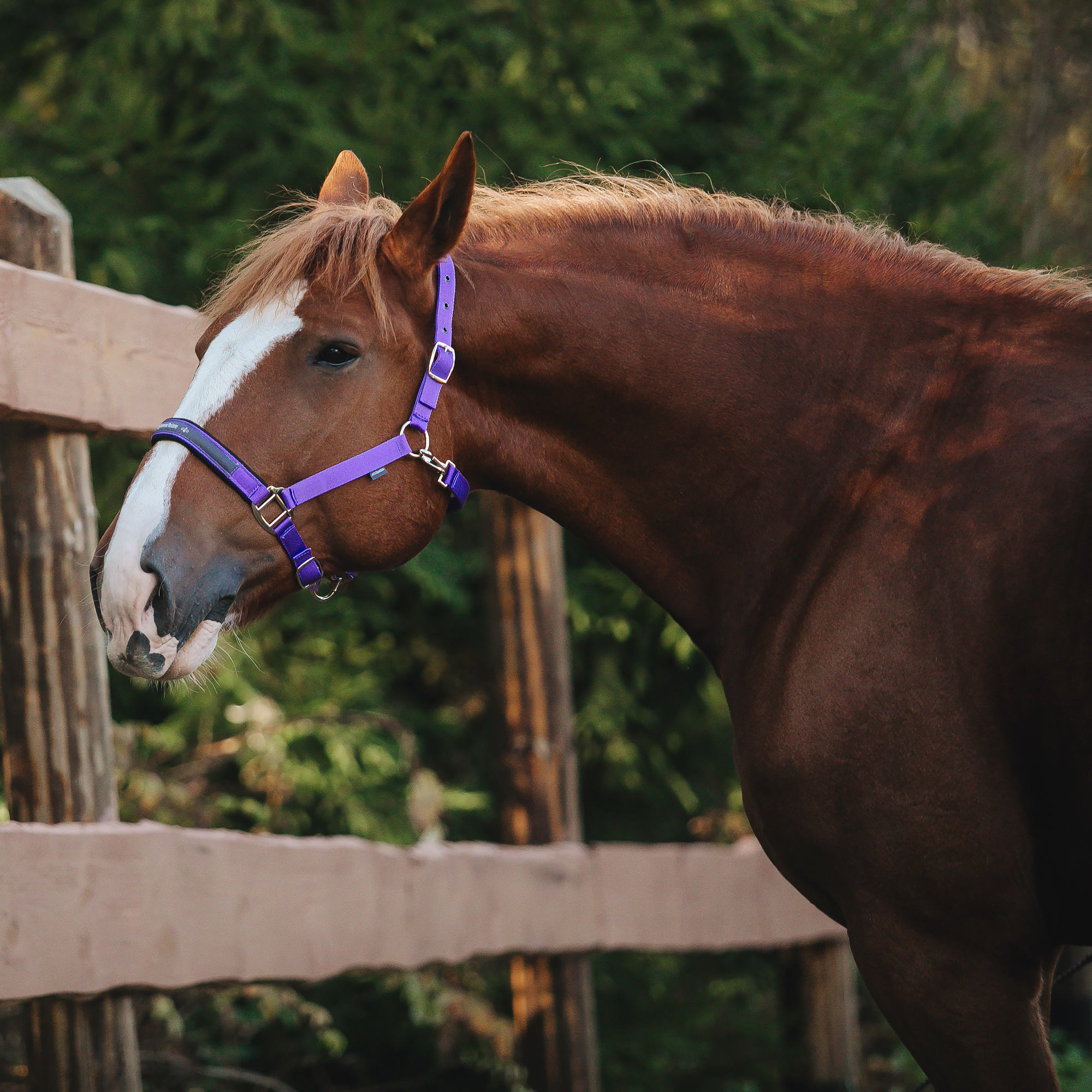 Недоуздок на неопреновых подложках MIU Equestrian Neo фиолетовый